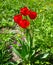 Many red tulips