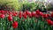 Many red and violet tulip flowers in city park, people sitting on a bench and resting on background