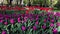 Many red and violet tulip flowers in city park, walking people on background