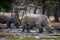 Many rhinoceros in the zoo