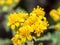 Many Riny Yellow Flowers Landscape