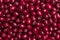 Many ripe burgundy dogwood berries, background. Summer harvested fruits, top view