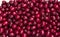 Many ripe burgundy dogwood berries, background. Summer harvested fruits, top view