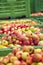 Many ripe fall apples in a container in autumn