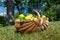 Many ripe juicy tasty pear in handmade wicker basket on ground green grass lawn in yard fruit garden orchard on bright