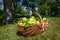 Many ripe juicy tasty pear in handmade wicker basket on ground green grass lawn in yard fruit garden orchard on bright autumn