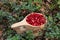 Many ripe lingonberries in wooden cup outdoors