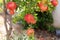 Many ripe pomegranate fruits hanging on a tree in summer garden