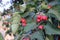 many ripe red hawthom berries on the branches of a tree