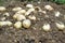 Many ripe young potatoes tubers in ground closeup