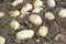 Many ripe young potatoes tubers in ground closeup