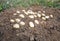 Many ripe young potatoes tubers in ground closeup