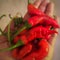 many riped red chillies in palm of hand. Spicy flavouring spices.