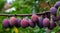Many ripening plums on a tree branch are covered with raindrops.