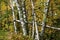 Many River birch trees with fall foliage in Michigan wood lands