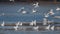 Many river gulls hunt fish in lakes, rivers, and canals. Seagulls fly over the water. Seagulls gracefully
