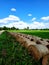 Many rolls of hay at the edge of the field