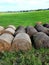 Many rolls of hay at the edge of the field