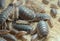 Many rough woodlouses, Porcellio scaber on wood