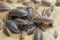 Many rough woodlouses, Porcellio scaber on wood