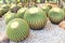 Many round cactuses in a greenhouse