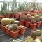 Many round and long prickly greenhouse cacti grow in the greenhouse.