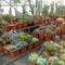 Many round and long prickly greenhouse cacti grow in the greenhouse. There are also plants in the desert.