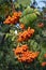 Many rowan-berries fruits hungs on green branch