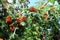 Many rowanberries hangs on green branches closeup