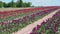 Many rows with colorful tulip flowers in summer time