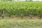 Many rows vineyard grape view landscape