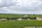 Many rows of vineyards panoramic view