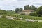 Many rows of vineyards panoramic view