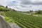 Many rows of vineyards panoramic view