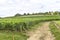 Many rows of vineyards panoramic view