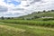 Many rows of vineyards panoramic view