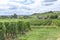 Many rows of vineyards panoramic view