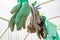 Many rubber and textile gloves for garden work hanging on a rope in greenhouse, gardening and harvesting concept