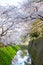 Many sakura trees growth up on path walking way,Sakura cherry blossoms trees on small Japanese stone canal next to walking way,sak