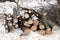 Many sawed tree trunks and branches stacked in a pile in the forest on a winter day front view close up