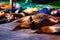 Many sea lions seals lay on pier in San Francisco