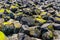 Many sea rocks covered in seaweed at the beach of tholen, Nature background