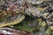 Many sea turtles swimming in the water pond and eating sea grass in Bali, Indonesia