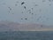 Many seabirds flying at sea in front of desert dunes at Ballestas islands