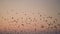 Many seagulls on the background of the sky at sunset, dawn. Silhouettes of wild birds. Sea travel. Beautiful natural banner,