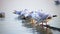 Many seagulls on the lake Balaton of Hungary, black-headed gull Chroicocephalus ridibundus