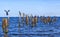 Many seagulls are sitting on stakes in the baltic sea