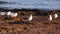 Many seagulls stand on the beach and brush their feathers with their beaks