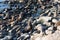 many sealion in wildlife at ocean. california sealion in wildlife nature. photo of sealion