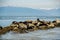 Many seals resting on rocks on the coast of Vancouver with snow tops in the background